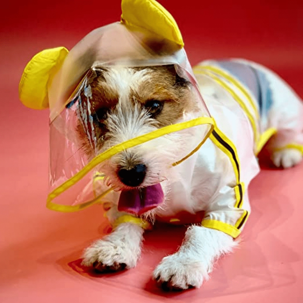 Barkbutler x Fofos Four Leg Yellow Raincoat for Dogs (Button Up Style)